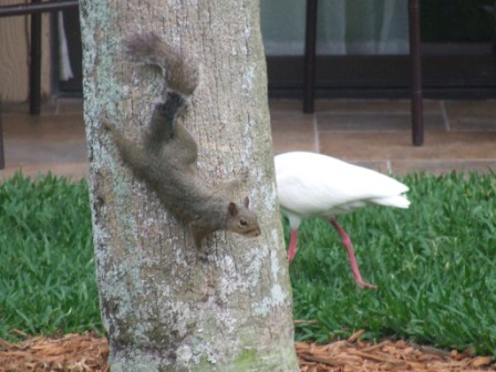 Een chipmunk en een vogel zonder kop bij ons hotel